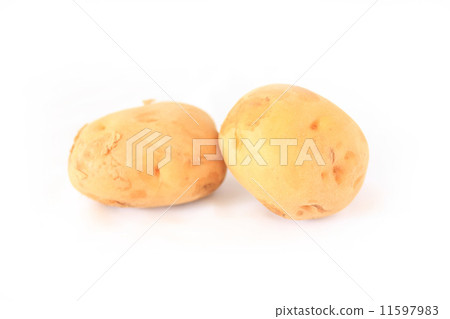 馬鈴薯白背 馬鈴薯白背 11597983