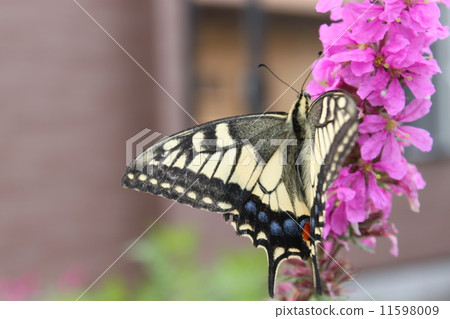 Swallowtail butterfly  11598009