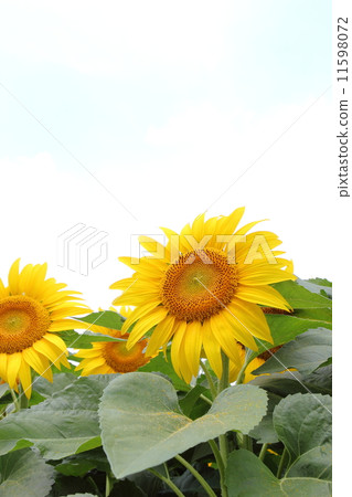 sunflower	 11598072