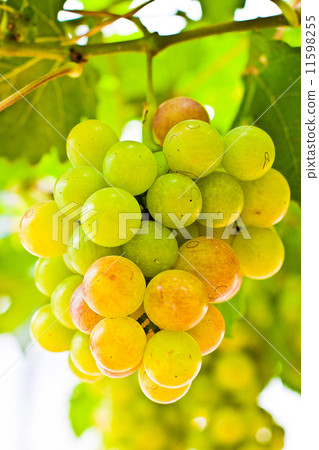 Grapes 11598255
