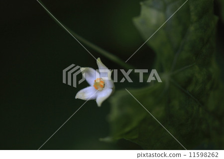 天然植物麻雀，因為這個名字的起源比烏鴉小，或者因為水果似乎是一個麻雀蛋。這是一朵雄花① 11598262