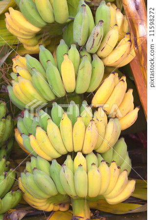 Banana plants Banana plants 11598272