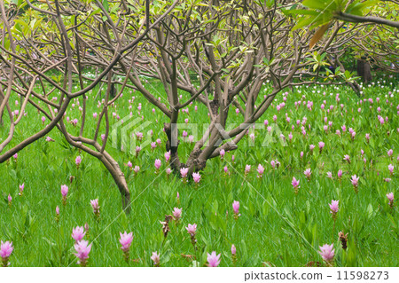 Lily Thai Flower Lily Thai Flower 11598273
