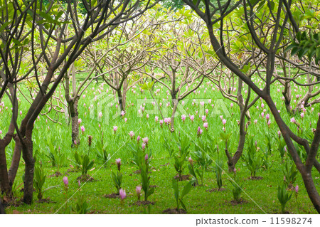 Lily Thai Flower Lily Thai Flower 11598274