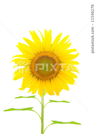 Sunflower Sunflower 11598276