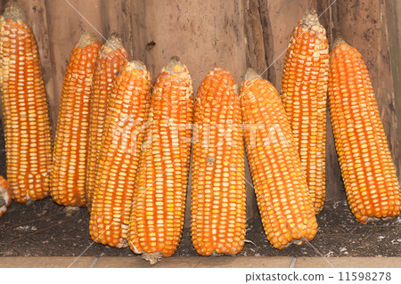 Corn Corn 11598278