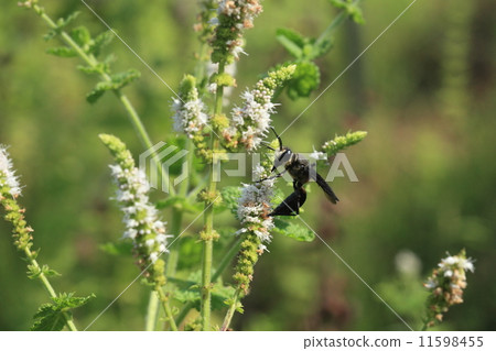 Living thing insects Clown bees, black, big and scary image, but quiet (not interested in humans) is a bee. 11598455