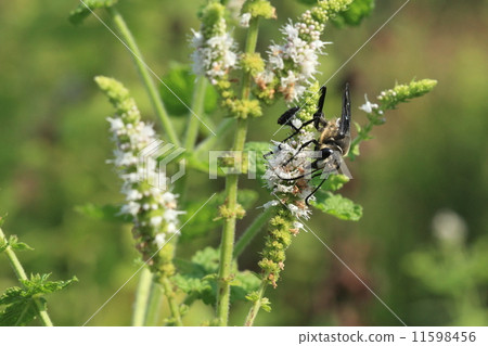 Living creatures Insects Crooner bear flying around with a large graphite body so there are no other small bees 11598456