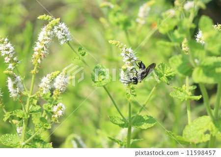 生物昆蟲小丑蜜蜂，額頭白色在黑體上顯眼 11598457