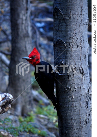 Pine Magellan Woodpecker Male 11598654