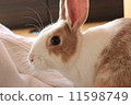 Rabbit  11598749