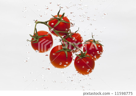 Tomato Tomato 11598775