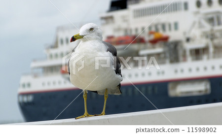 Umineko和客船Nippon Maru Umineko和客船Nippon Maru 11598902