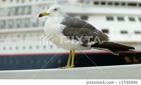 Umineko和客船Nippon Maru Umineko和客船Nippon Maru 11598906