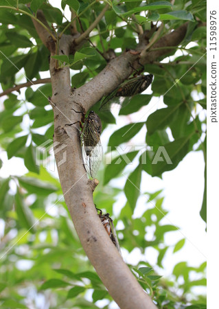 軸承排隊 11598976