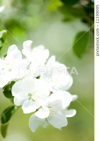 蘋果花 蘋果花 11599095