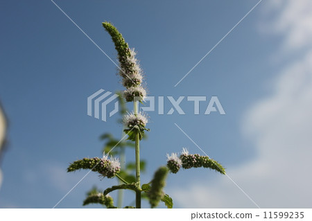 The scent of mint. 11599235