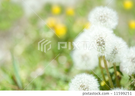 Dandelion's fluff 11599251