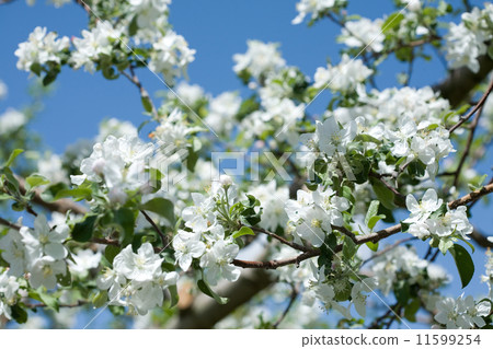 Apple flowers Apple flowers 11599254