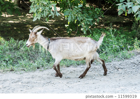Goat goes on road Goat goes on road 11599319