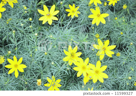 Coleopsis flowers 11599327