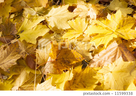 法國梧桐-052落葉 法國梧桐-052落葉 11599338