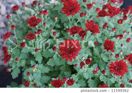 噴菊花品種是Alsia 11599362