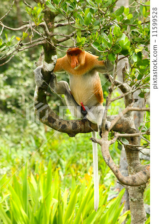 Proboscis monkey on tree 11599528