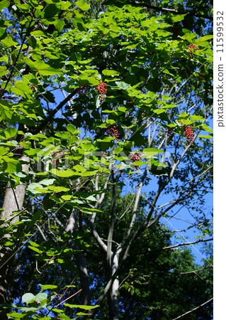 Iiduri Iigiri別名在Nanten Tung聖誕節租賃中很漂亮。 11599532