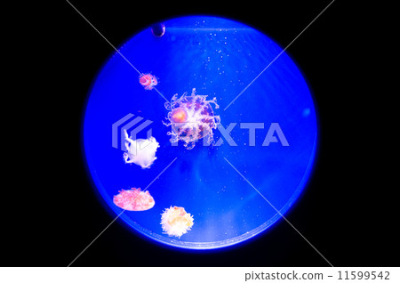 Round window aquarium 11599542