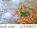 Autumn leaves rain pond 11599657