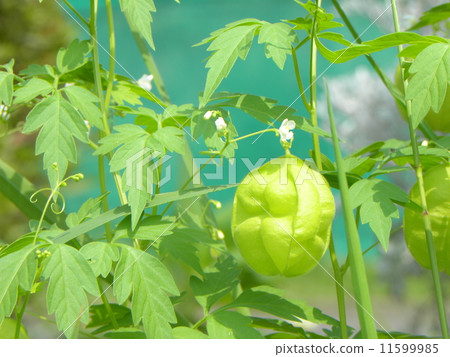 Green fruit of a fuselage quasil like a paper bull 11599985