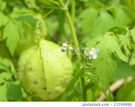 Green fruit of a fuselage quasil like a paper bull 11599986