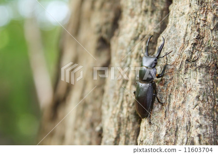 Kokuwagata(Dorcus rectus) Kokuwagata(Dorcus rectus) 11603704