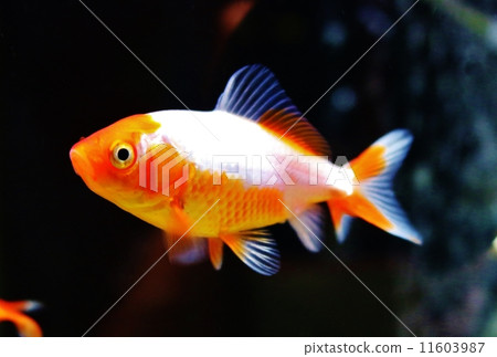 Mikio Watakane 11603987