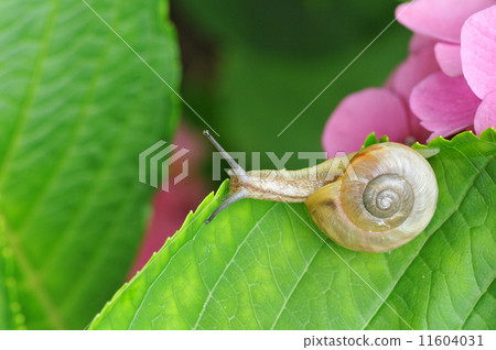 蝸牛 11604031