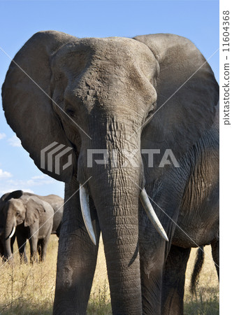 African Elephant 11604368