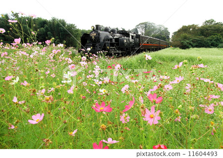 Moka Railway “Cosmos and SL” 11604493