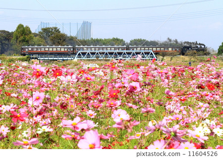 Moka Railway “Mashiko Cosmos Field and SL Moka” Moka Railway “Mashiko Cosmos Field and SL Moka” 11604526