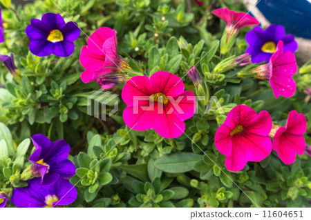 Million bell Million bell 11604651