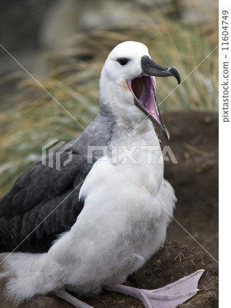 Black Browed Albetross - Falkland Islands 11604749