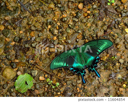 Miyama烏鴉豆 11604854