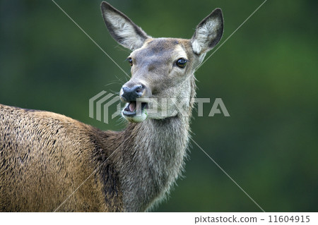 Female Bukhara Deer - Kazakhstan Female Bukhara Deer - Kazakhstan 11604915