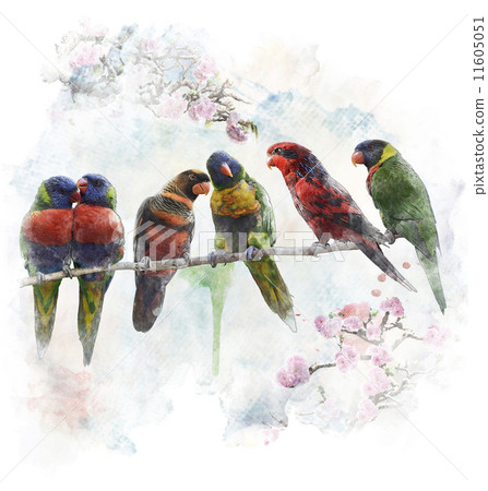 Watercolor Image Of  Colorful Parrots 11605051