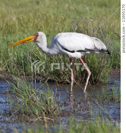 Young Yellow-billed Stork - Botswana 11605170
