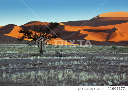 Namib-nuakluft Desert - Sossusvlei in Namibia 11605177