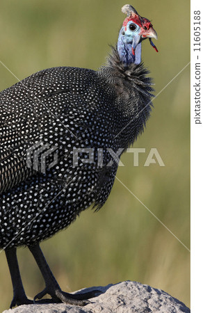 Helmeted Guineafowl - Okavango Delta - Botswana Helmeted Guineafowl - Okavango Delta - Botswana 11605188