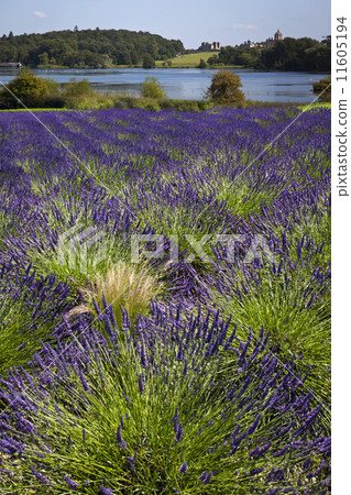 Lavender - United Kingdom 11605194