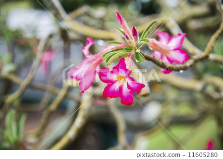 Pink desert Rose flower after rain 11605280