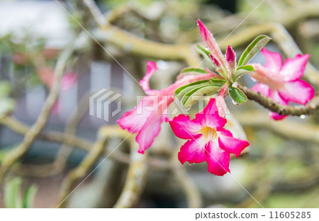 Pink desert Rose flower after rain2 11605285